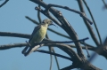 Beautiful Sunbird (v)